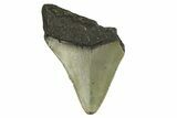 Bargain, Fossil Megalodon Tooth - Serrated Blade #295411-1